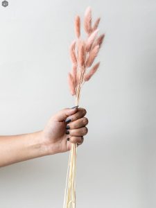 bunny_tail_-_copper_pink_15_stems_-2.jpg