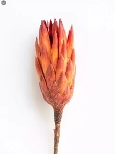 dried_flower_protea-red_.webp