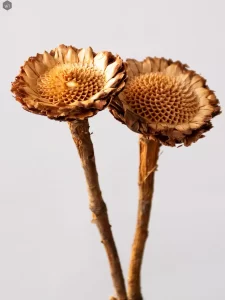 dried_natural_african_sunflower_main.webp